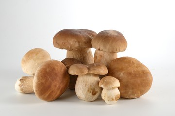 Cogumelos Funghi Porcini