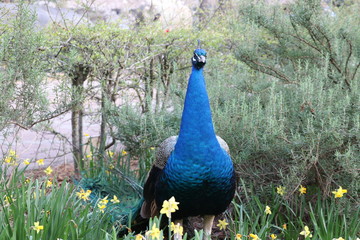 a blue peacock staring still in the field