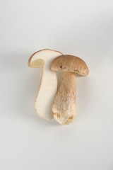 Cogumelo Funghi Porcini