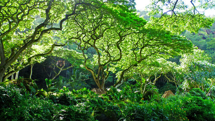 Green huge jungle tree with crooked branches in the rain forest in Oahu, Hawaii.