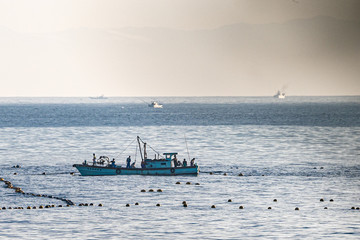 定置網を引き上げる漁師たち