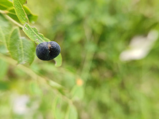 blueberries on a bush