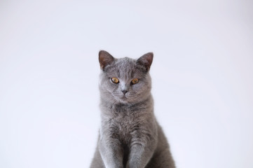 gray cat on a white background