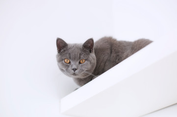 gray cat on a white background