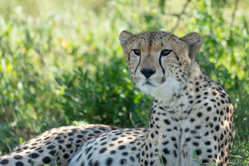 Adult cheetah close up on face resting in a shade of a tree in Ndutu Tanzania