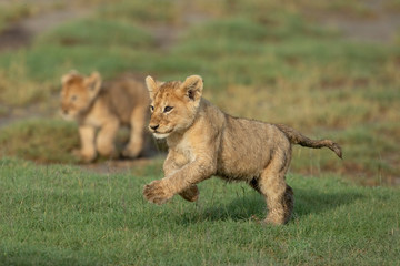 Baby lion cub running across green plains of Ndutu Tanzania