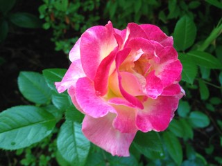 pink rose in the garden