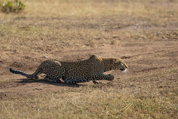 Adult leopard flat on ground stalking pray in Masai Mara Kenya