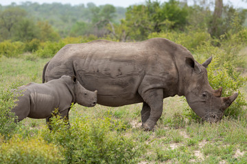 Mother and baby white rhino grazing in Kruger Park South Africa