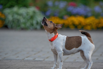 Jack Russell Terrier in an orange collar in the evening on the sidewalk. Close-up photographed.
