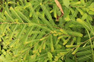 mulberry green leaves collection in the side of road