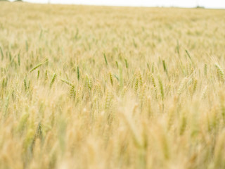 Soft focus to spikelets of rye in the field. Natural background with young ears of wheat