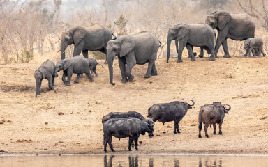 Herd of elephants coming to drink with cape buffalo watching them standing at edge of water in Kruger Park South Africa