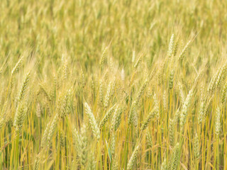 Spikelets of rye in the field. Natural blurred background. Field of wheat. Shot with soft focus.