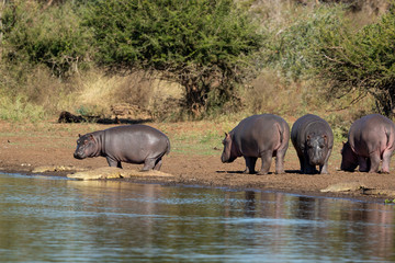 Naklejka na ściany i meble Young hippo standing at the edge of water watching crocodiles in Kruger Park South Africa