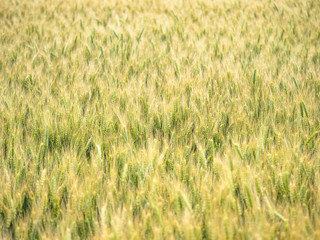 Field of growing rye ears. Natural background. Close up view. Soft focus