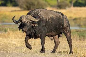Adult male cape buffalo with big boss walking in golden afternoon light in Khwai Okavango Botswana