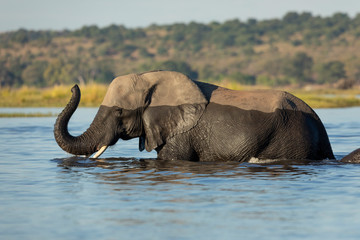 Beautiful elephant half submerged in water with its trunk up in Chobe River Botswana