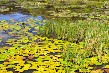 Dongyuan Wetland in Pingtung, Taiwan.