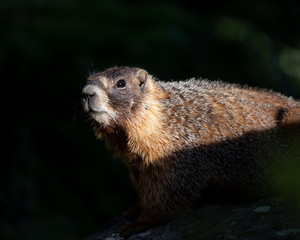 Yellow-bellied Marmot portrait.