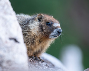 Yellow-bellied Marmot portrait.