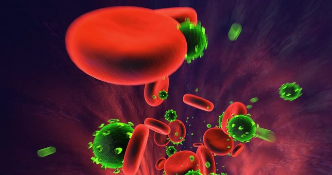 Virus Infected Human Body. Red Blood Cells And Viruses Flowing. Perfect Loop. Science And Health Related High Quality 3D Animation.