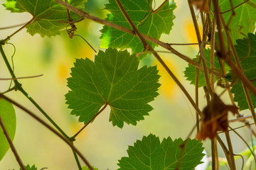 leaves