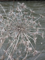 frost on pine needles