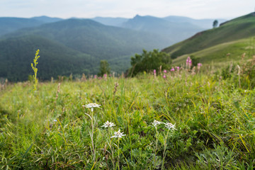 Amazing mountain landscape with colorful flowers at sunset, outdoor travel destination. Beautiful summer nature