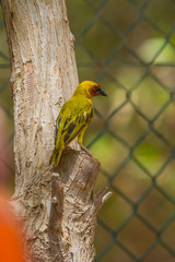 masked weaver