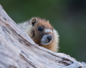 Yellow-bellied Marmot portrait.