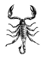Poisonous scorpion. Ink black and white drawing