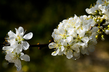 Close-up white Prunus padus flowers In front of the Blurred background