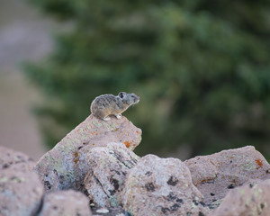 American Pika photographed in southern Utah.