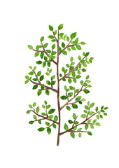 緑の葉っぱがついた木の枝　水彩イラスト