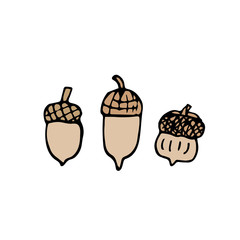 drawn set of acorns isolated.Hand drawn illustration converted to vector.Hand drawn doodle acorn, leaf, oak - vector illustration.acorn ecological icon sign.acorn logo eco