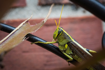 Obscure bird grasshopper with a missing leg sitting on patio chair