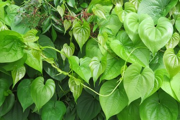 Green betel leaves in Florida zoological garden, closeup - obrazy, fototapety, plakaty