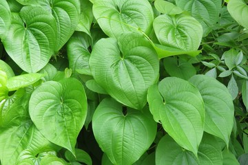 Green betel leaves background in Florida zoological garden, closeup - obrazy, fototapety, plakaty