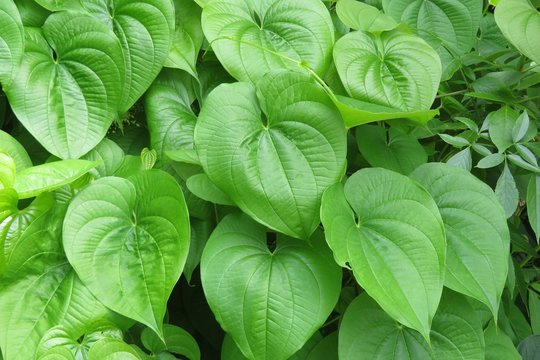 Green betel leaves background in Florida zoological garden, closeup
