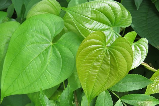 Betel leaves in Florida zoological garden, closeup