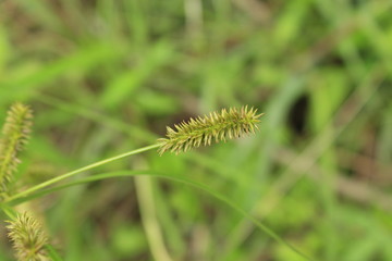 sharp edges flower of grass blooming in the local farm