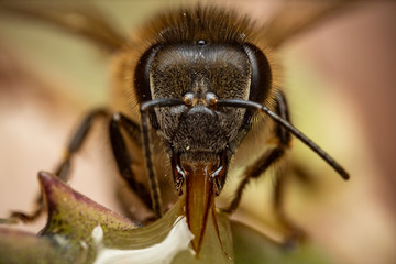 macro of a bee