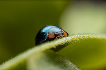 bug on leaf