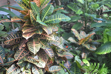 A Colorful Bush Closeup View