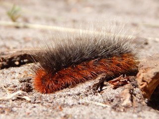 caterpillar on a leaf