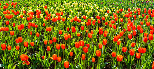 Beautiful tulips growing in the garden.