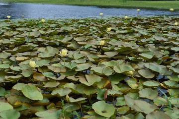 Water lilies in the pond