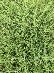 green grass background