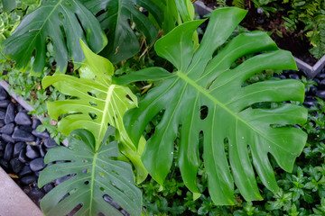 Obraz premium Monstera Leaves or Swiss Cheese Plant or Monstera Deliciosa in nature, tropical green leaves background, Philodendron monstera.